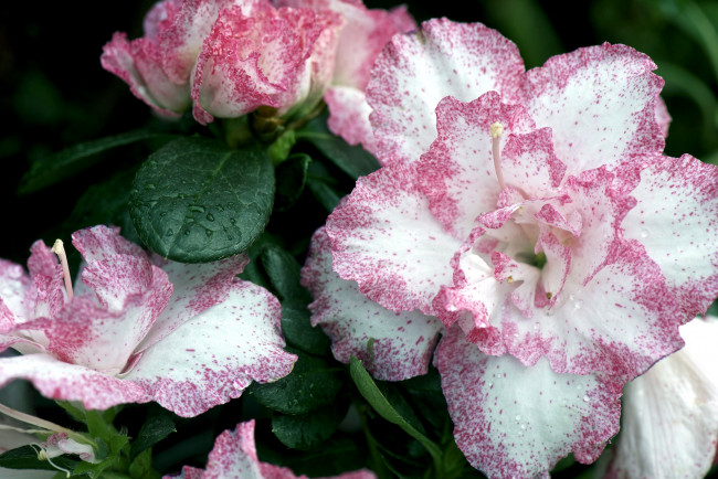 Обои картинки фото цветы, рододендроны, азалии, розовый, лепестки
