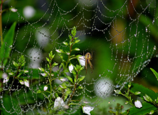 Картинка животные пауки макро паутина цветы роса капли