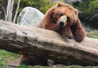 Картинка животные медведи бурый бревно