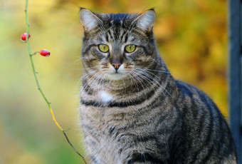 Картинка животные коты ягоды ветка