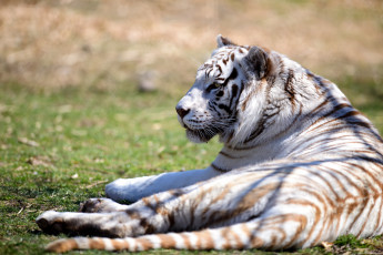 Картинка животные тигры отдых белый тигр