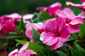 Картинка цветы бальзамины капли розовый