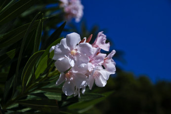 Картинка цветы олеандры экзотика