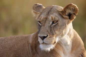 Картинка животные львы львица