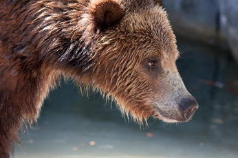 Картинка животные медведи морда медведь
