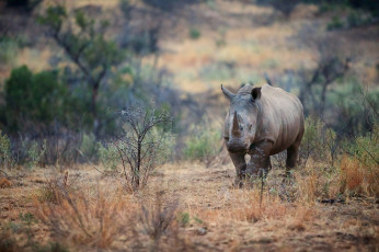 Картинка животные носороги саванна