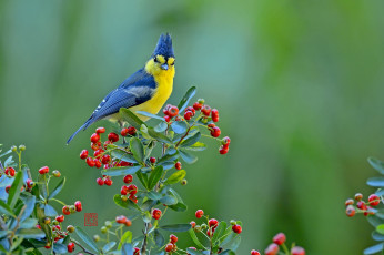 Картинка животные синицы лазоревки ягоды птица тайваньская синица