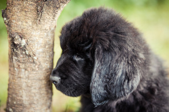 Картинка животные собаки дерево щенок ньюфаундленд