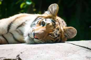 Картинка животные тигры подросток морда тигр