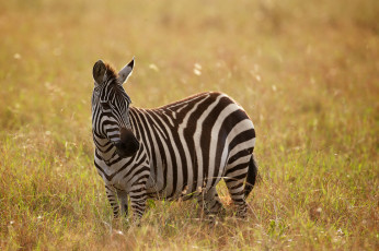Картинка животные зебры трава