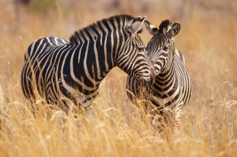 Картинка животные зебры трава парочка