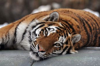 Картинка животные тигры амурский тигр морда