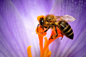 Картинка животные пчелы осы шмели макро пчела