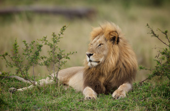 Картинка животные львы царь зверей