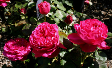 Картинка pink traviata цветы розы куст