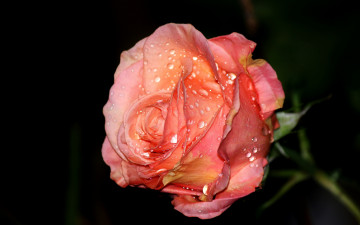 Картинка цветы розы макро капли бутон