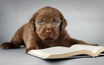 Картинка животные собаки очки книга лабрадор