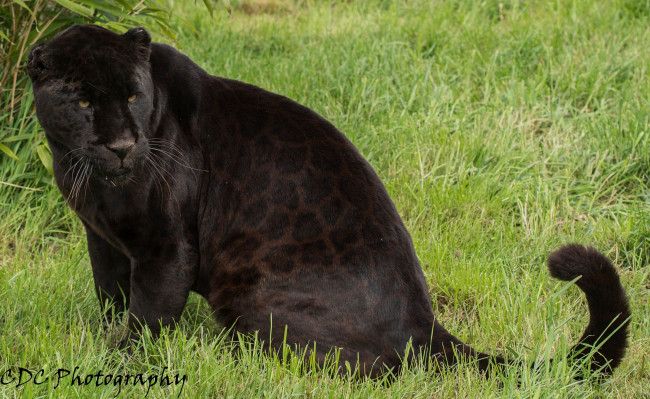 Обои картинки фото животные, пантеры, черный, ягуар