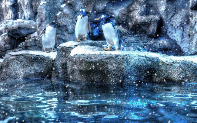 Обои картинки фото животные, пингвины, вода, камни, снег, hdr