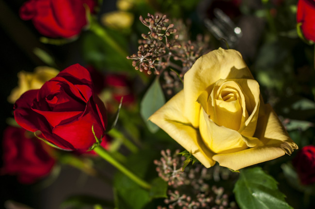 Обои картинки фото цветы, розы, разные