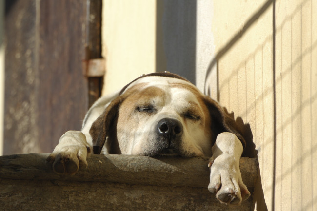Обои картинки фото животные, собаки, отдых, спящая, лапы, сон