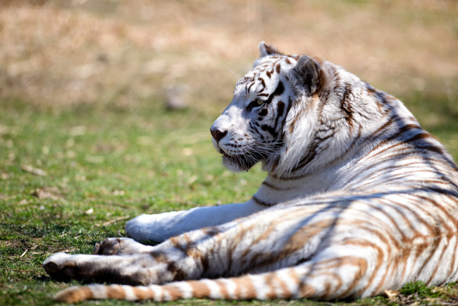 Обои картинки фото животные, тигры, отдых, белый, тигр