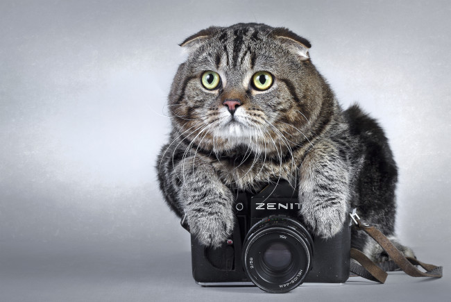 Обои картинки фото животные, коты, зенит, камера, zenit, фотоаппарат, кот