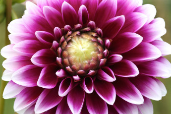 Картинка цветы георгины георгин яркий лепестки цветок бутон цветение