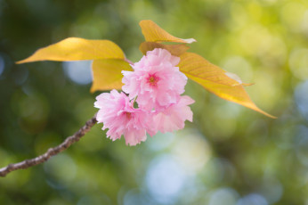 Картинка цветы цветущие+деревья+ +кустарники цветение розовые ветка листья весна