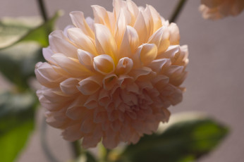 Картинка цветы георгины лепестки макро цветение бутон оранжевый георгин