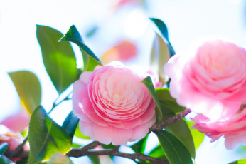 Картинка цветы камелии листья лепестки нежность цветение розовая камелия бутон