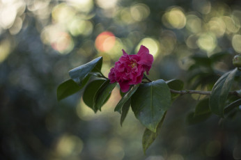 Картинка цветы камелии ветка розовая камелия листья цветение
