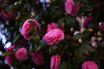 Картинка цветы камелии ветки куст камелия розовая много цветение листья