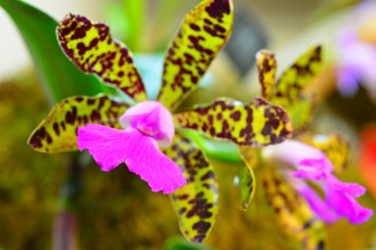 Картинка цветы орхидеи экзотика лепестки макро орхидея