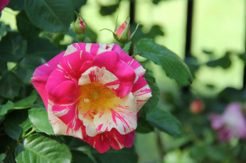 Картинка цветы розы цветение бутон желто-розовая роза