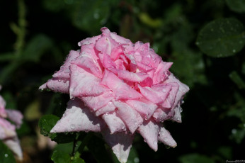 Картинка цветы розы роза розовая бутоны цветение листья ветка лепестки капли