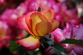 Картинка цветы розы желто-розовая роза bloom bud yellow rose цветение бутон