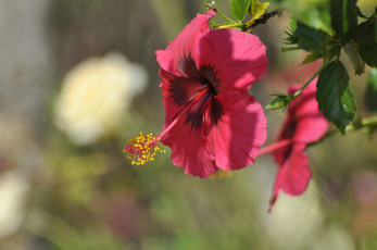 Картинка цветы гибискусы гибискус цветение листики тычинка красный