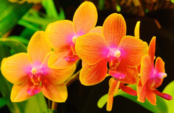 Картинка цветы орхидеи природа макро лепестки ветка орхидея