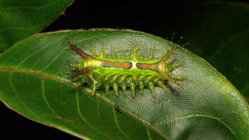 Картинка животные гусеницы мохнатая лист гусеница макро itchydogimages необычная