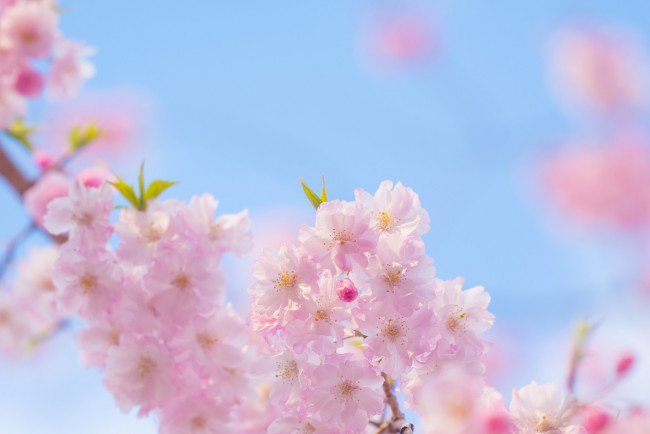 Обои картинки фото цветы, цветущие деревья ,  кустарники, весна, ветки, дерево, розовые, цветение