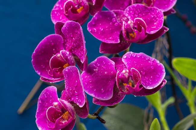 Обои картинки фото цветы, орхидеи, лиловый, капли
