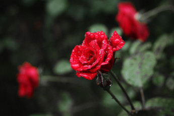 Картинка цветы розы роза капли цветок drops rose flower