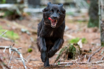 Картинка животные собаки собака движение язык бежит