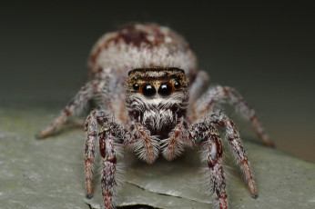 Картинка животные пауки джампер глазки паук лапки макро