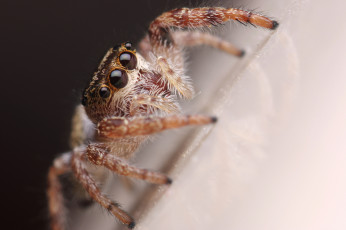 Картинка животные пауки лапки макро паук глазки джампер