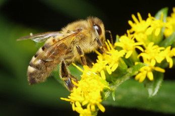 обоя животные, пчелы,  осы,  шмели, пчела, макро, жёлтые, цветы