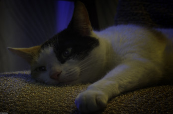 Картинка животные коты мрак кот спит