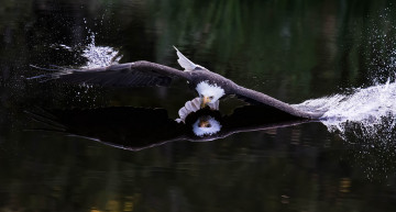 Картинка животные птицы+-+хищники озеро орёл птица хищник отражение брызги полёт