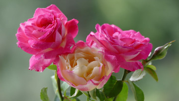 Картинка цветы розы куст розовые
